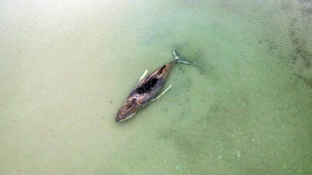 Buckelwal in Wismarer Bucht erneut festgesessen