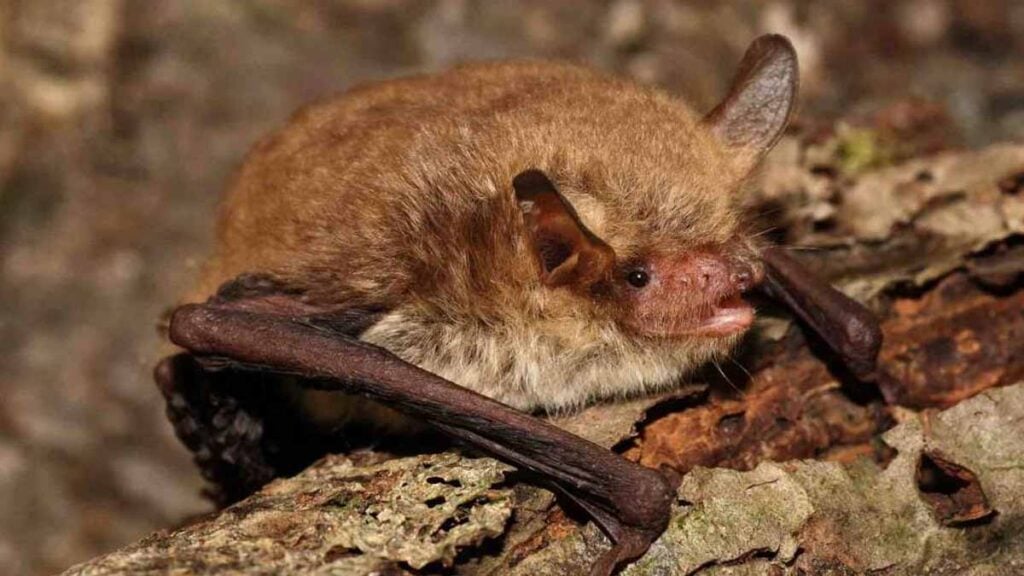 Darum sollte man gelagertes Brennholz unbedingt gründlich prüfen