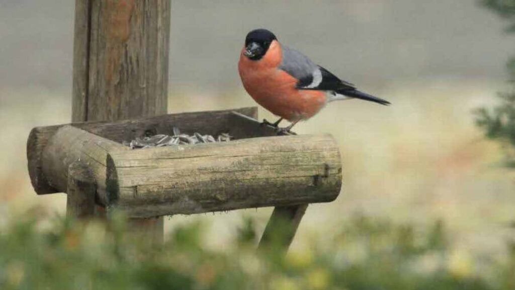 Die einzige Winterfrucht, die laut Ornithologen die Meisen in Ihren Garten lockt