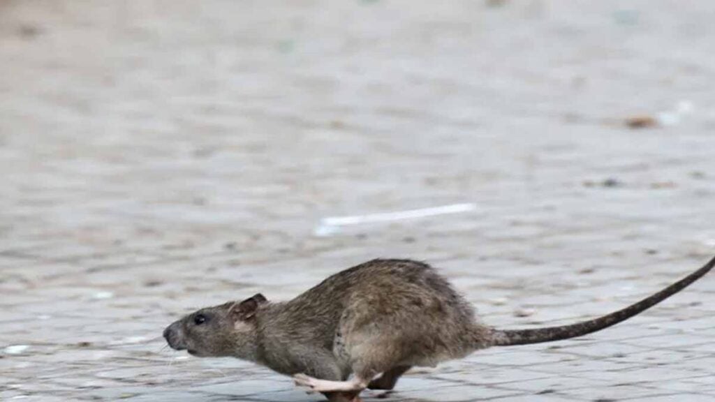 Ein einziges Produkt aus dem Badezimmer genügt. Ratten werden nicht in Ihrem Garten überwintern.