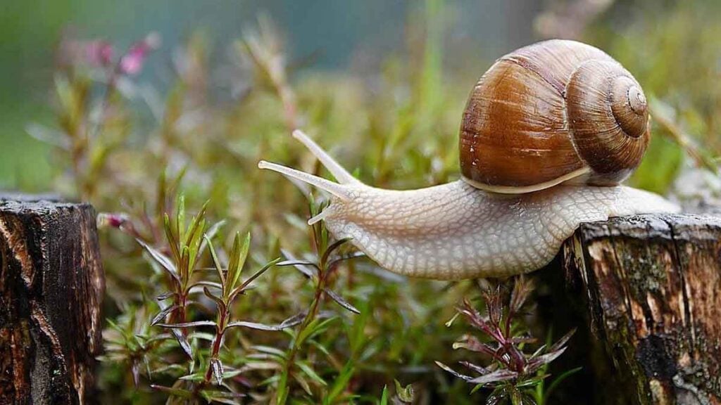 Gartenexperten Wunderpflanze gegen Schnecken