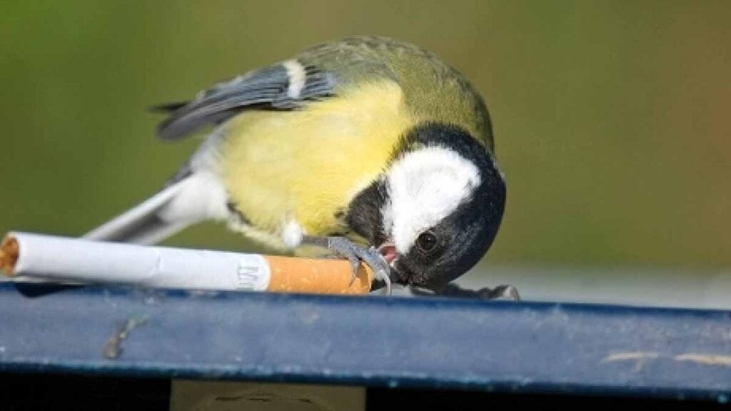 Stadtvögel stibitzen Zigaretten