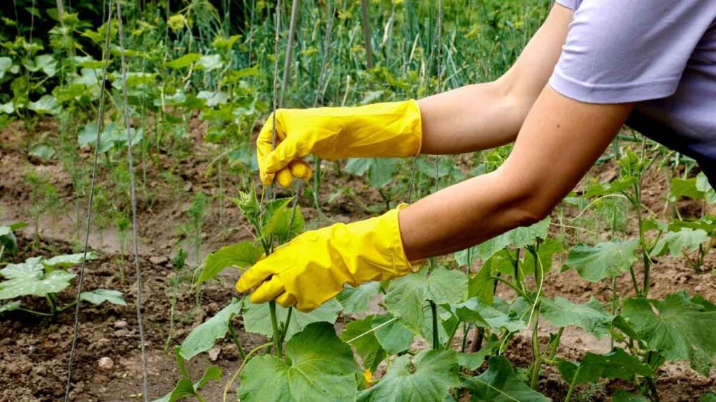 Wie Dünger Mit diesem Getränk gedeihen Ihre Gurken besser