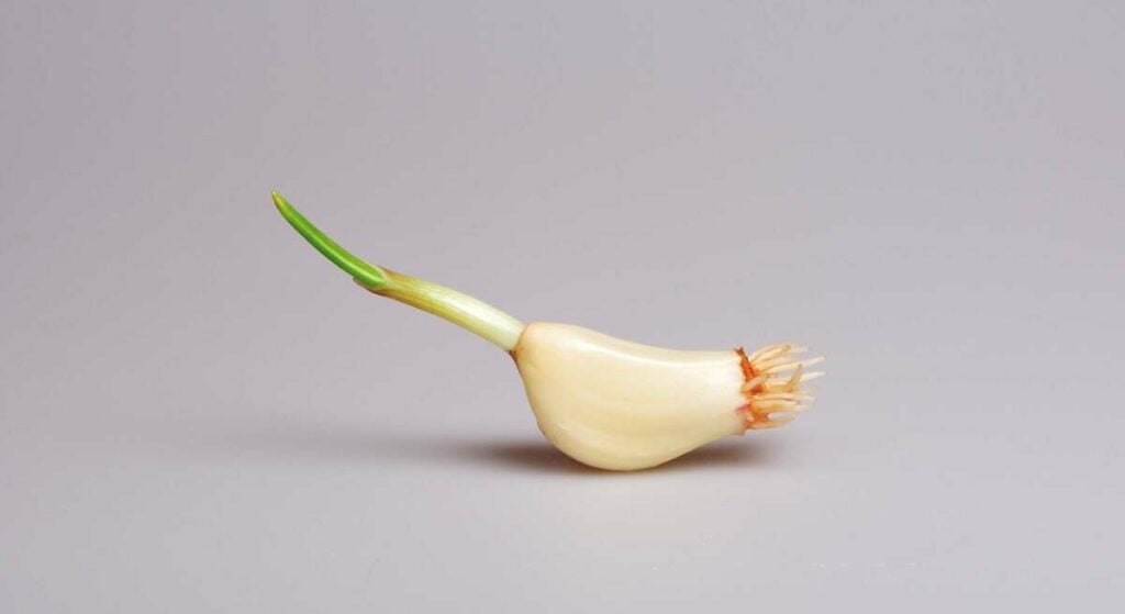 Knoblauch