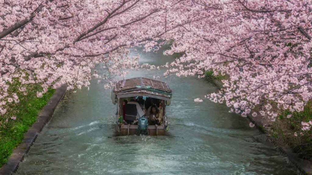 In dieser deutschen Stadt lassen sich tausende Kirschblüten schöner bewundern als in Japan