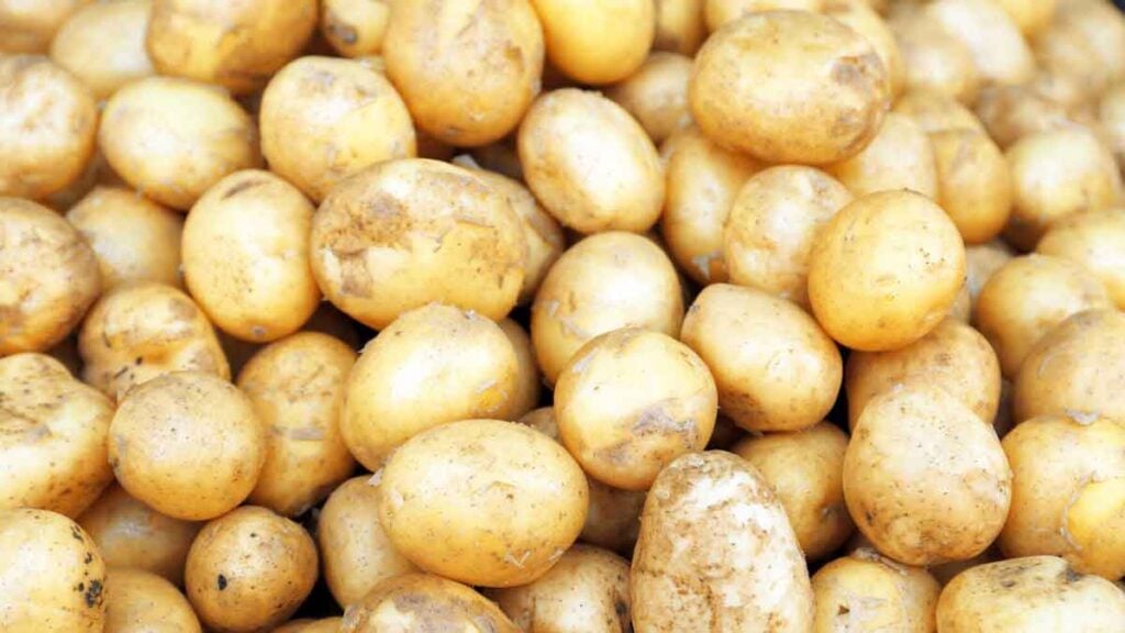 Kartoffelpreise stürzen auf minus 2 Euro – Landwirte zahlen für Kartoffel-Vernichtung