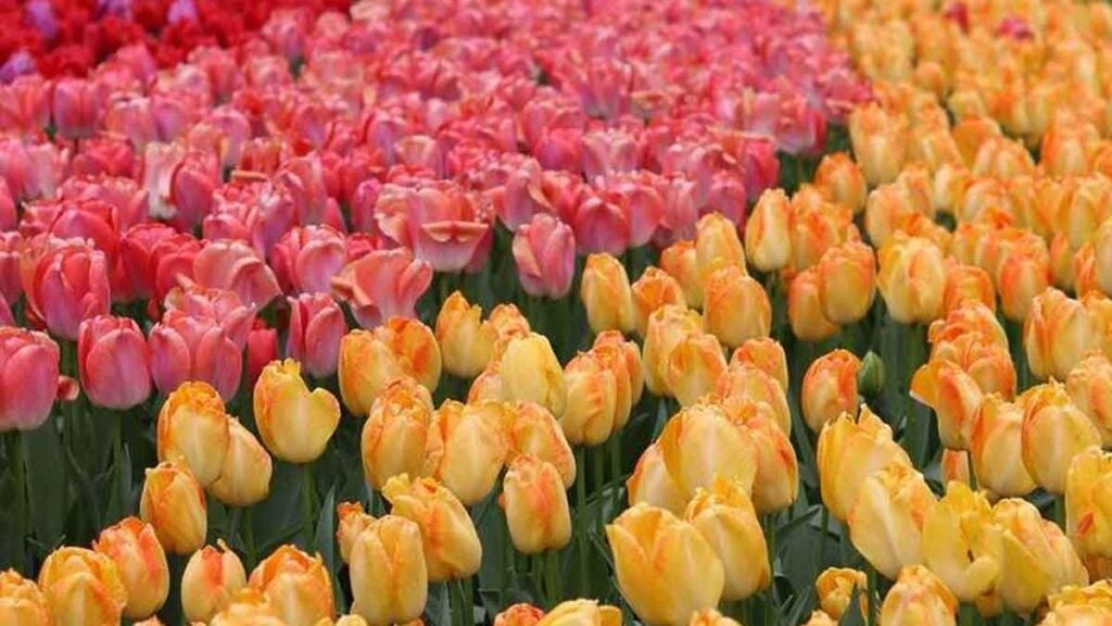 Nur 20 km von Berlin beginnt nächste Woche der größte Tulpenmarkt Brandenburgs Über 100.000 Tulpen aus Holland, 1 Tulpe gratis pro Besucher und 10 Tulpen für nur etwa 5 €