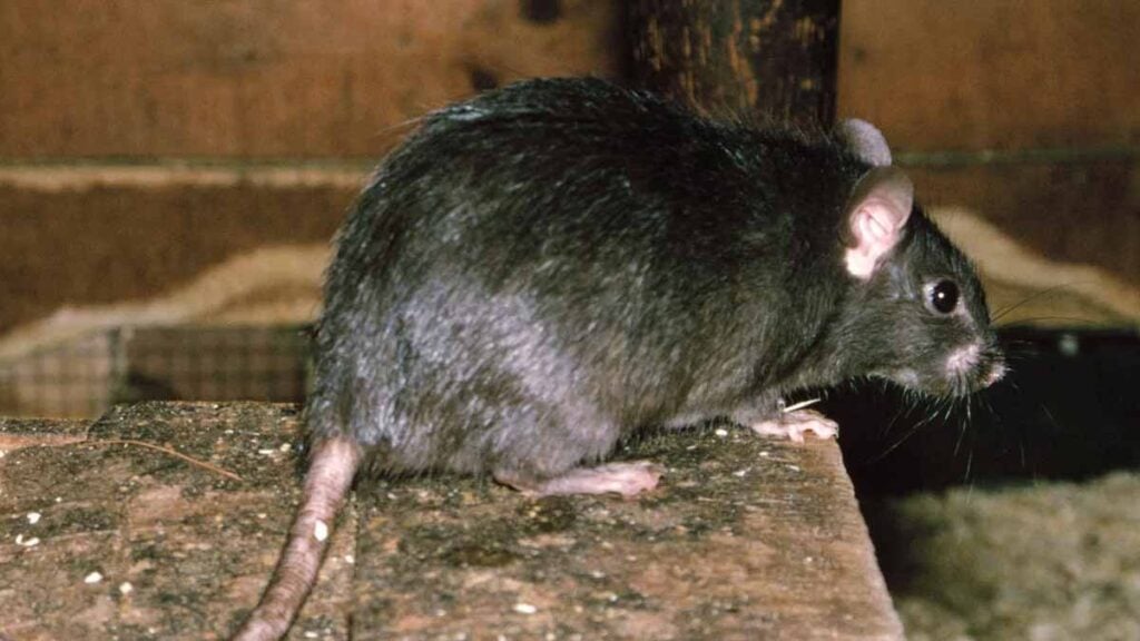 Ratten im Haus Diese natürlichen Methoden wirken und sind für Ihre Familie unbedenklich!